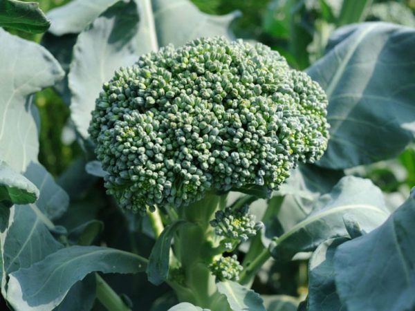 Broccoli Di Ciccio
